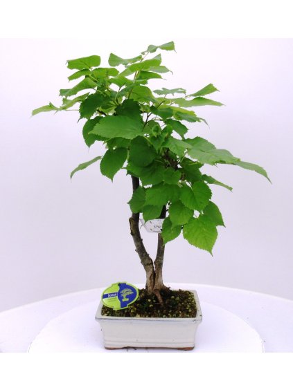 Tilia cordata V70cm