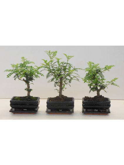 Zanthoxylum piperitum Bonsai V25cm