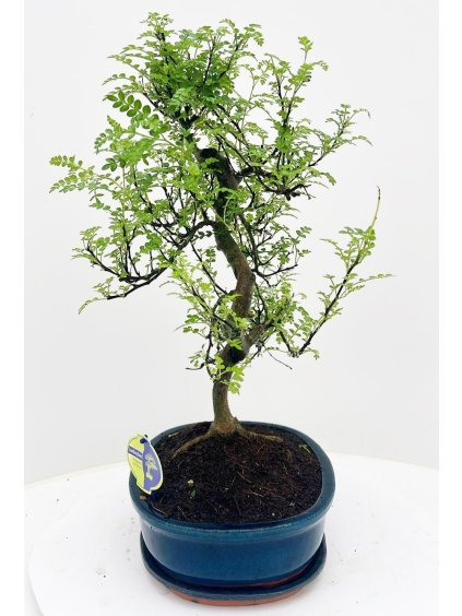 Zanthoxylum piperitum Bonsai V55cm