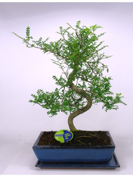Zanthoxylum piperitum Bonsai V55cm