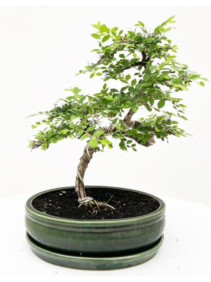 Zelkova parvifolia V50cm