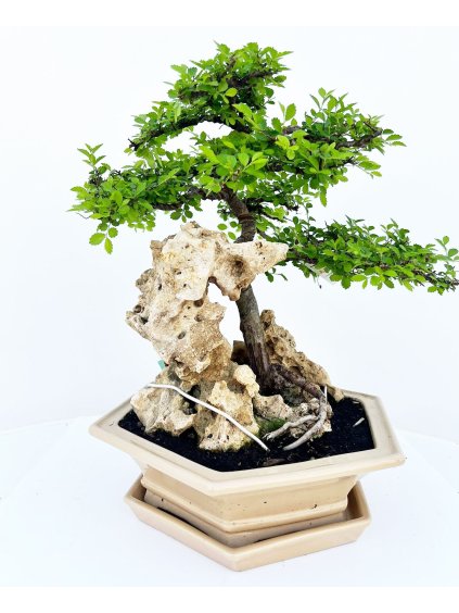 Zelkova parvifolia V55cm