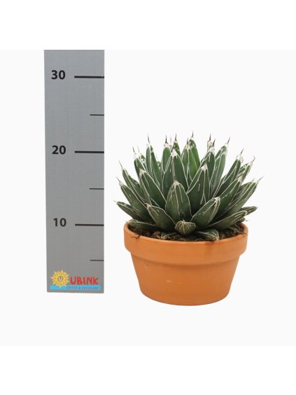 Agave victoriae-reginae V27cm