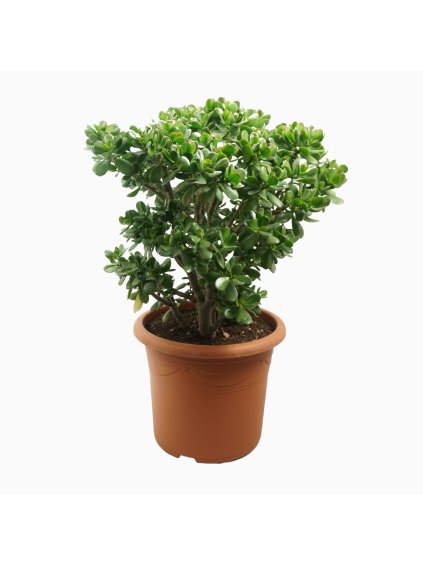 Crassula ovata V90cm