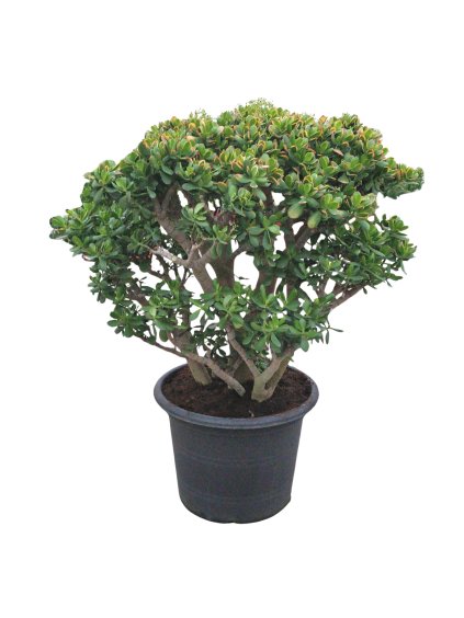 Crassula ovata 'Sunset' V160cm