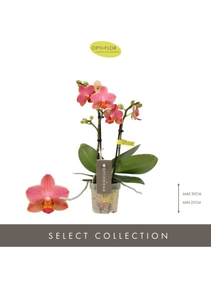 Phalaenopsis Multiflora Optifriend Oranje V25cm