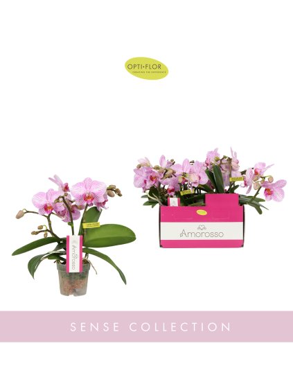 Phalaenopsis Multiflora Amorosso Merlini V25cm