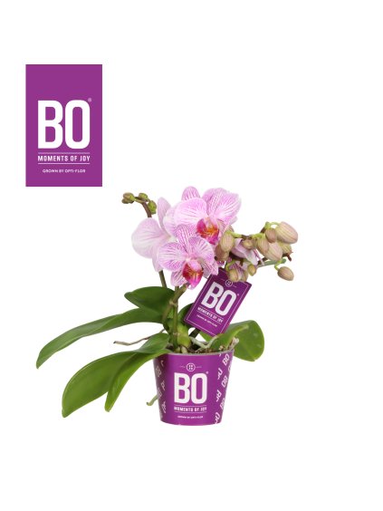Phalaenopsis Multiflora Candy Bo collection V25cm