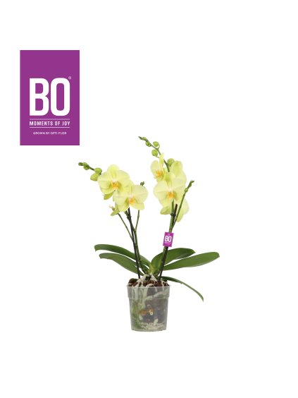 Phalaenopsis Shorty Bo Collection V40cm