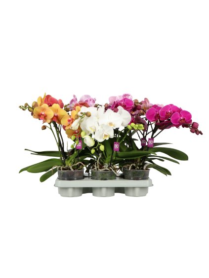Phalaenopsis Shorty Bo Collection mix V40cm