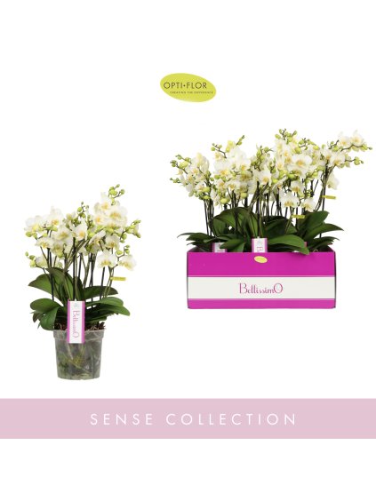 Phalaenopsis Multiflora Bellissimo Bella V50cm