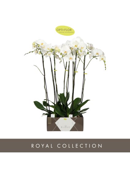 Phalaenopsis Bijoux Diamond V100cm