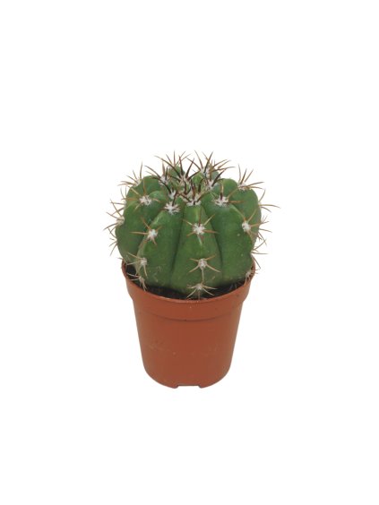 Melocactus matanzanus V8cm