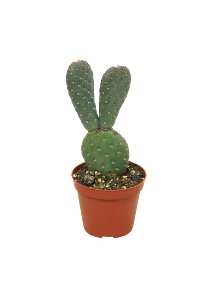 Opuntia basilaris caudata beavertail V12cm