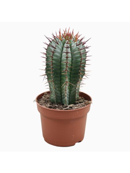 Euphorbia horrida V15cm