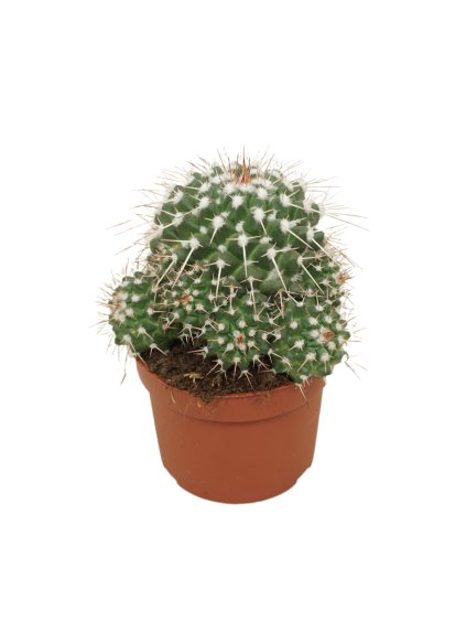 Mammillaria compressa V15cm