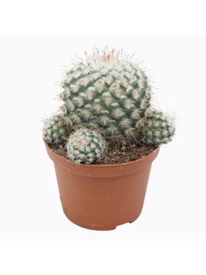 Mammillaria bombycina V15cm