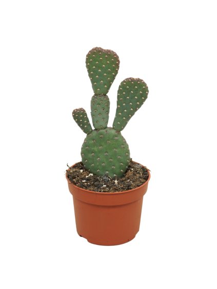 Opuntia basilaris caudata beavertail V15cm