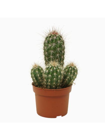 Pachycereus pringlei V15cm