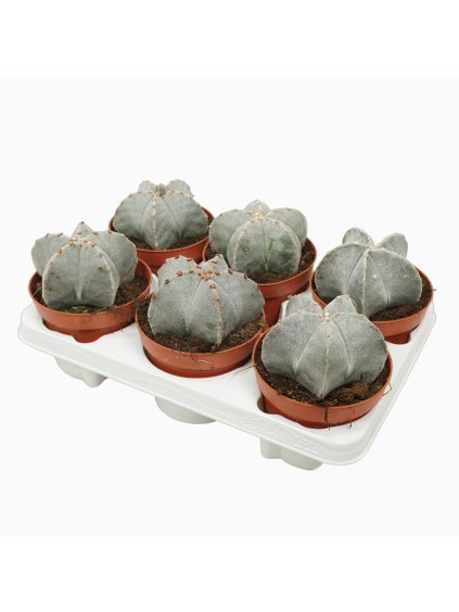 Astrophytum myriostigma V15cm