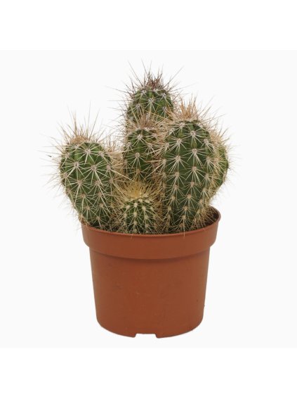 Pachycereus pringlei V22cm