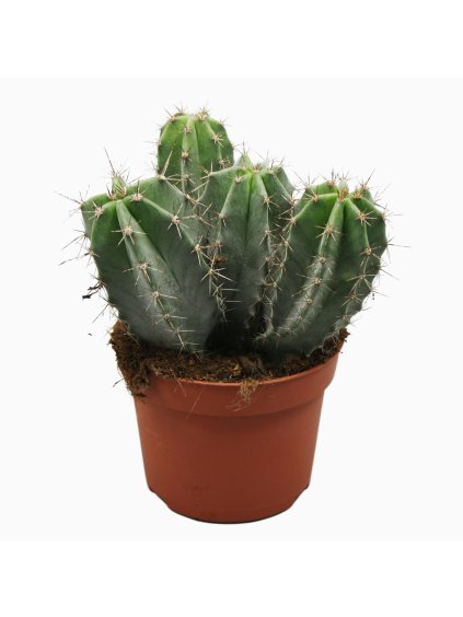 Ritterocereus urbaneus V15cm