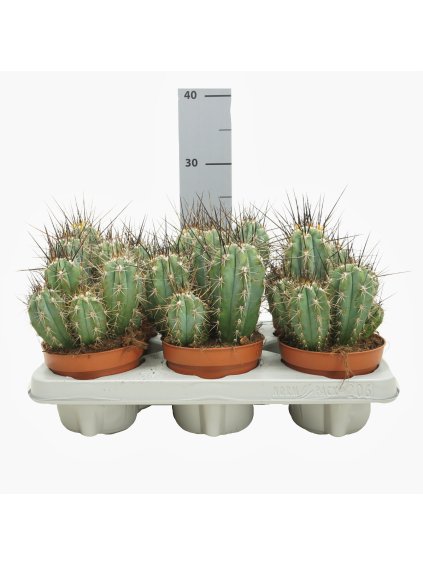 Stetsonia coryne V22cm