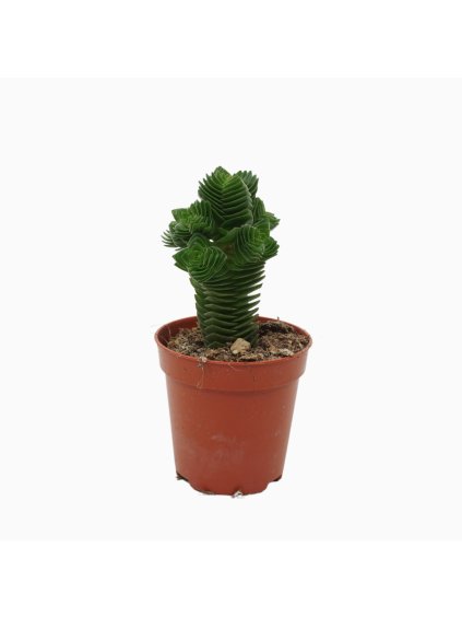 Crassula 'Buddha's Temple' V8cm