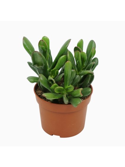 Crassula ovata 'Horn Tree' V20cm