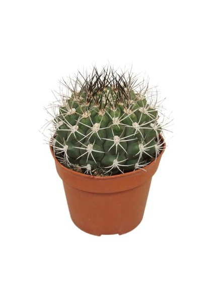 Gymnocalycium saglionis V17cm