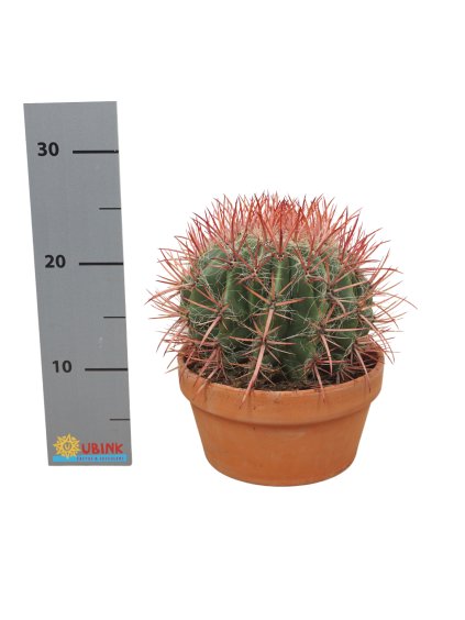 Ferocactus pilosus V22cm