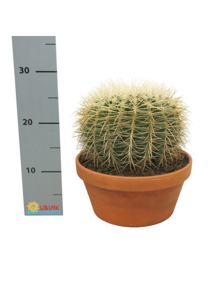 Echinocactus grusonii 'Albispina' V25cm