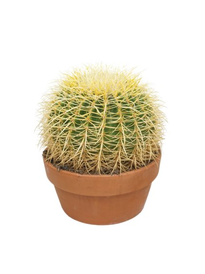 Echinocactus grusonii V45cm