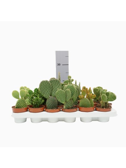Opuntia mix V18cm