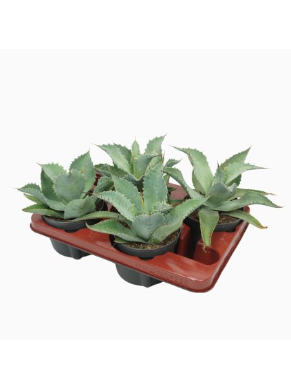 Agave potatorum V20cm