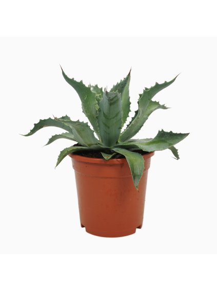Agave potatorum V30cm