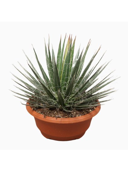 Agave filifera V45cm