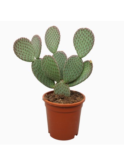Opuntia macrocalyx V35cm