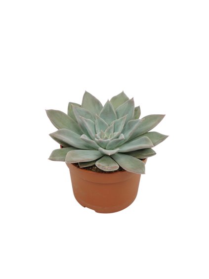 Echeveria silver queen V14cm