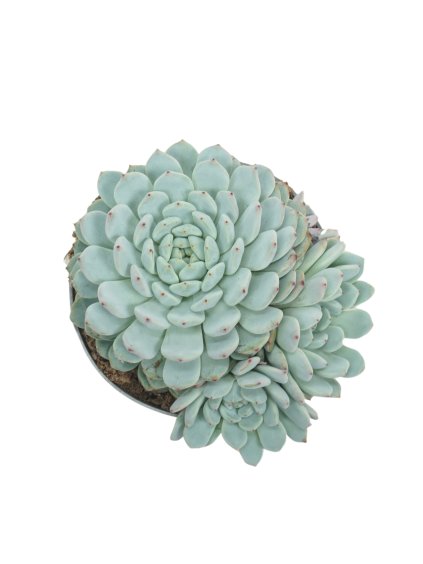 Echeveria Texensis V15cm