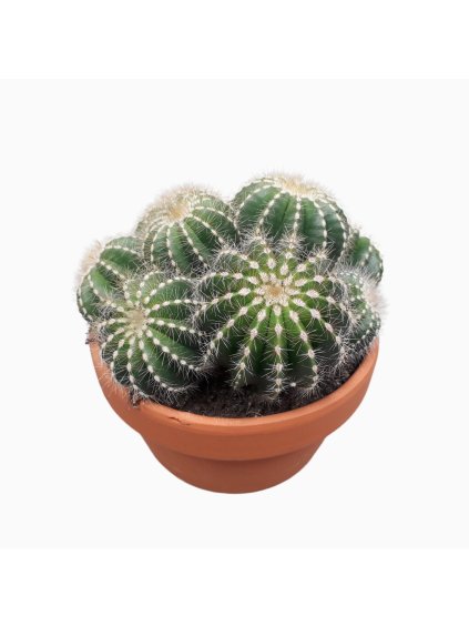 Notocactus magnificus V20cm