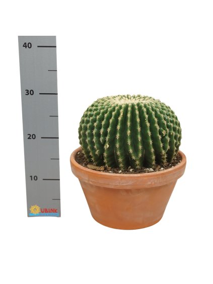 Echinocactus brevispina inermis V30cm