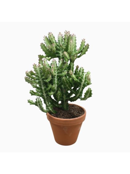 Euphorbia lactea V50cm