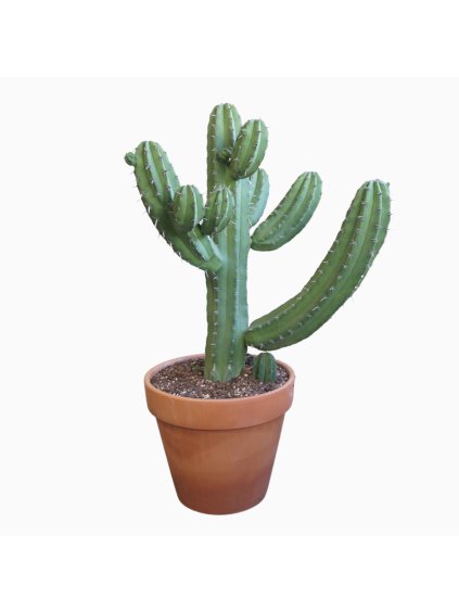 Polaskia chichipe V100cm