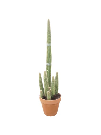 Espostoa guentheri V160cm