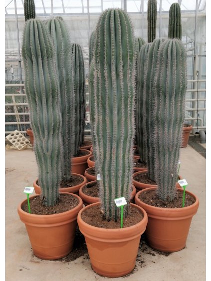 Pachycereus pringlei V190cm