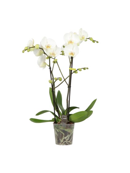 Phalaenopsis Big 50 V55cm