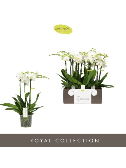 Phalaenopsis Impresso Mathilde V60cm