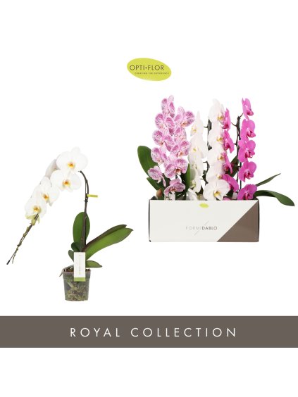 Phalaenopsis Formidablo V60cm