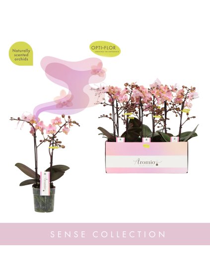 Phalaenopsis Multiflora Aromio Oriental V35cm